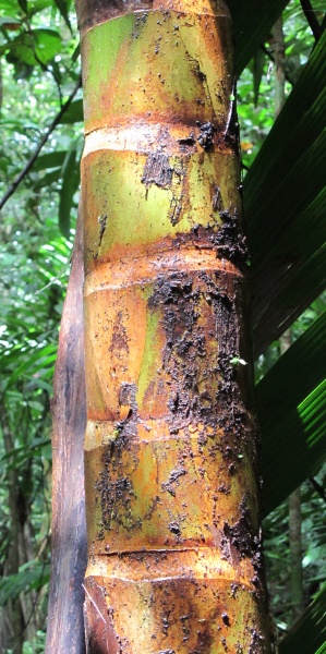 File:Welfia trunk 2010 6.jpg