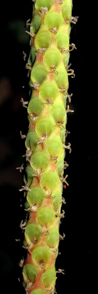 File:Calyptrogyne infl 2013 2.jpg