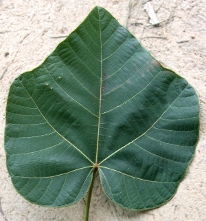 IMG 0428bb.jpg
