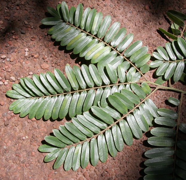 File:IMG 0521b.jpg