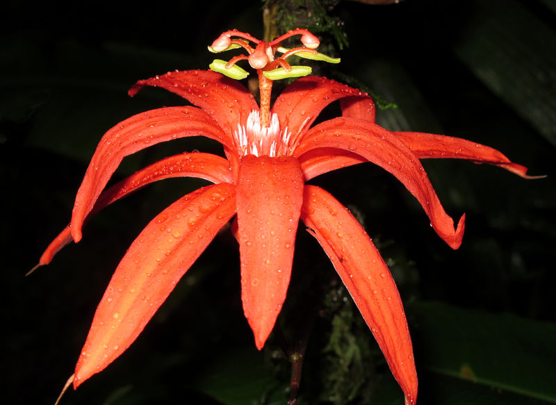 File:Passiflora 6 2011.jpg
