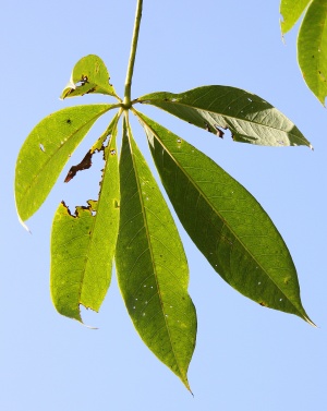 Ceiba leaf 2.jpg