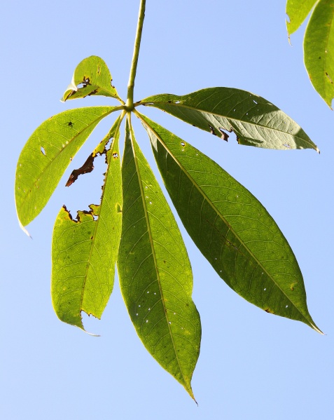 File:Ceiba leaf 2.jpg