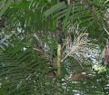 Thumbnail for version as of 20:08, 30 July 2009