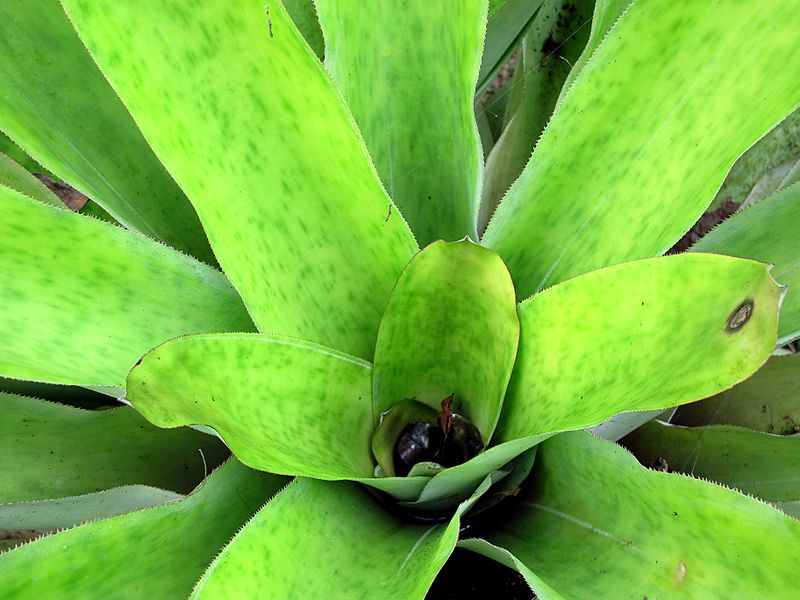 File:Aechmea reginae 2013 1.jpg