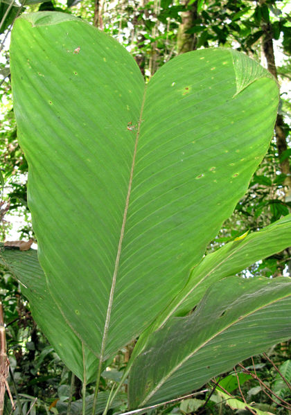 File:Bactris hondurensis lf 2013 1.jpg