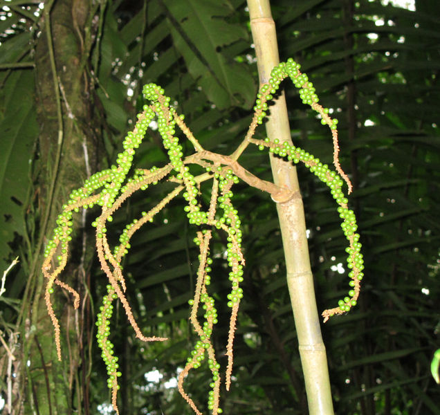 File:Chamaerdorea lucidifrons 70 2011.jpg