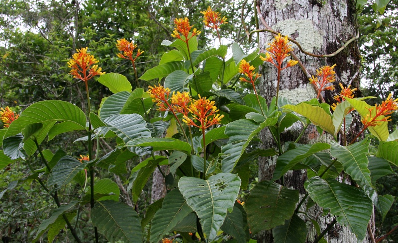 File:IMG 0795b.jpg
