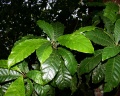 Thumbnail for version as of 14:59, 3 August 2009