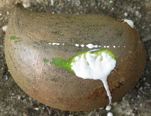 Stemmadenia fr 2012 1.jpg