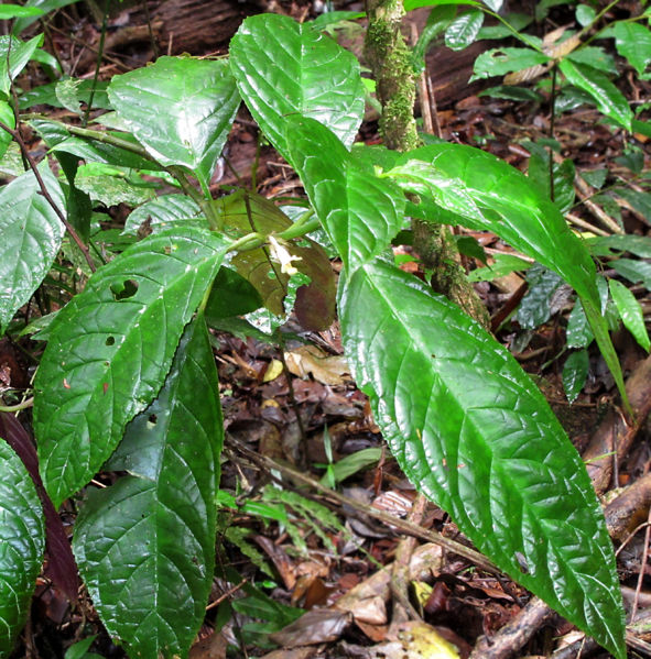 File:Drymonia 2010 1.jpg