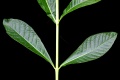 Thumbnail for version as of 19:04, 22 September 2008