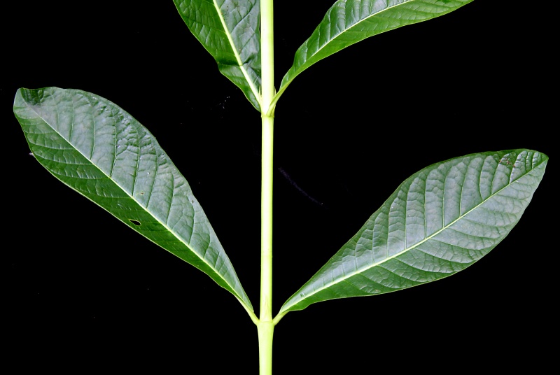 File:IMG 0505b.jpg