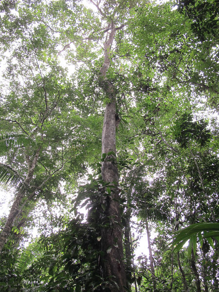 File:Hieronyma 2014 1.jpg