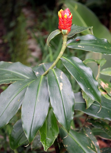 File:IMG 0363b.jpg