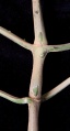 Thumbnail for version as of 18:47, 22 September 2008