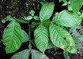 Thumbnail for version as of 17:54, 3 August 2009