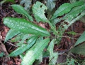 Thumbnail for version as of 19:45, 14 December 2010