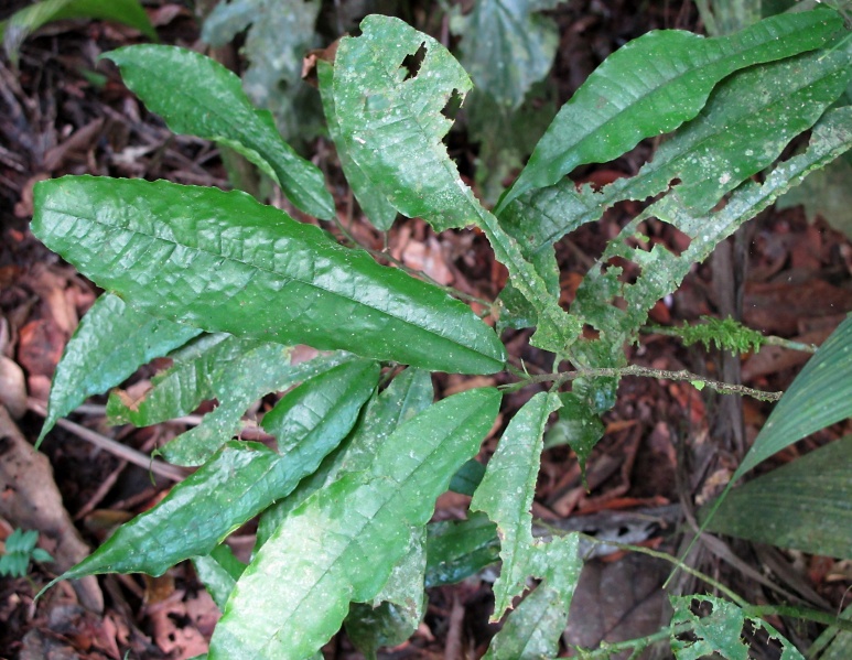 File:Brosimum lactescens 2010 2.jpg