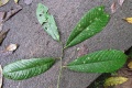 Thumbnail for version as of 19:59, 14 December 2010