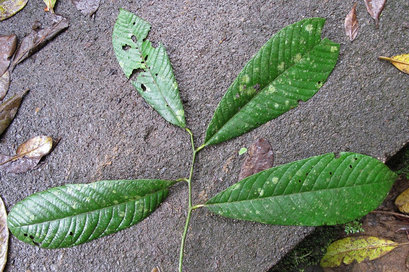 File:Compsoneura 2010 2.jpg
