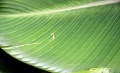 Thumbnail for version as of 18:57, 22 September 2008