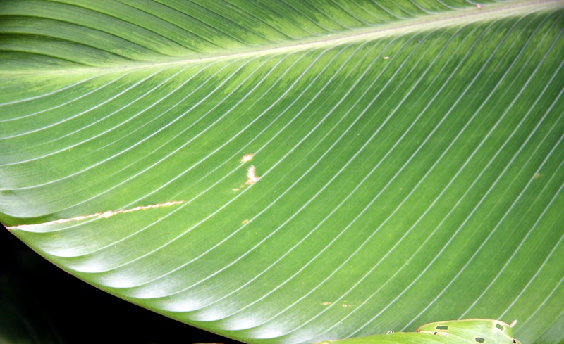 File:IMG 0365b.jpg