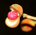 Thumbnail for version as of 20:10, 14 December 2010
