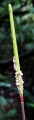 Thumbnail for version as of 19:33, 30 July 2009