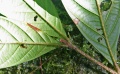 Thumbnail for version as of 17:02, 30 July 2009
