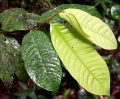 Thumbnail for version as of 17:10, 3 August 2009