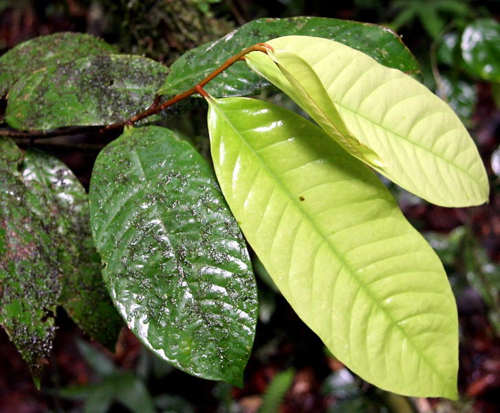 File:IMG 0908bb.jpg