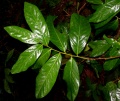 Thumbnail for version as of 14:53, 3 August 2009