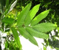 Thumbnail for version as of 20:42, 8 December 2010