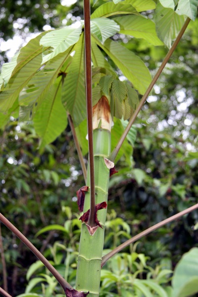 File:IMG 0867b.jpg