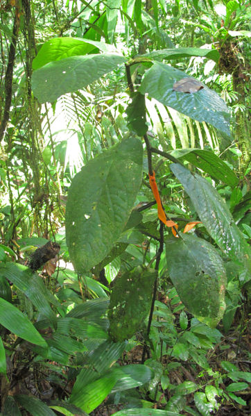File:Piper cenocladium 9.jpg