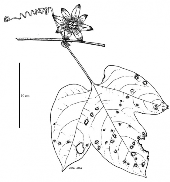File:Passifloraceae.jpg