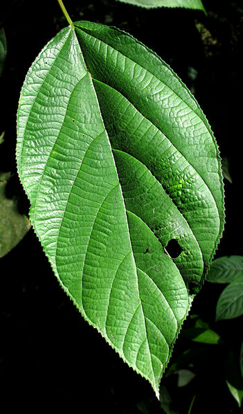 File:Serrate leaf 2013 1.jpg