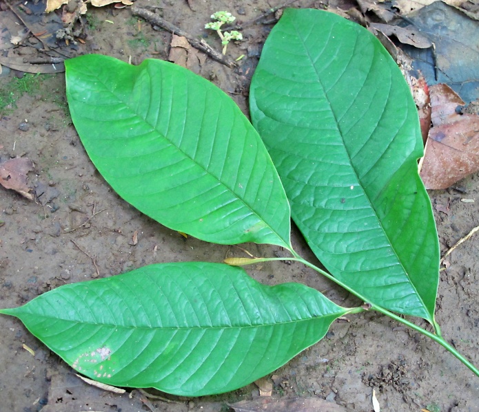 File:Guatteria amplifolia 2010 211.jpg