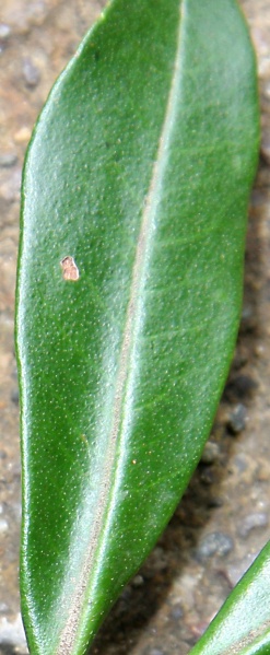 File:IMG 0303bb.jpg