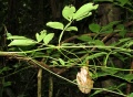 Thumbnail for version as of 19:51, 4 February 2011