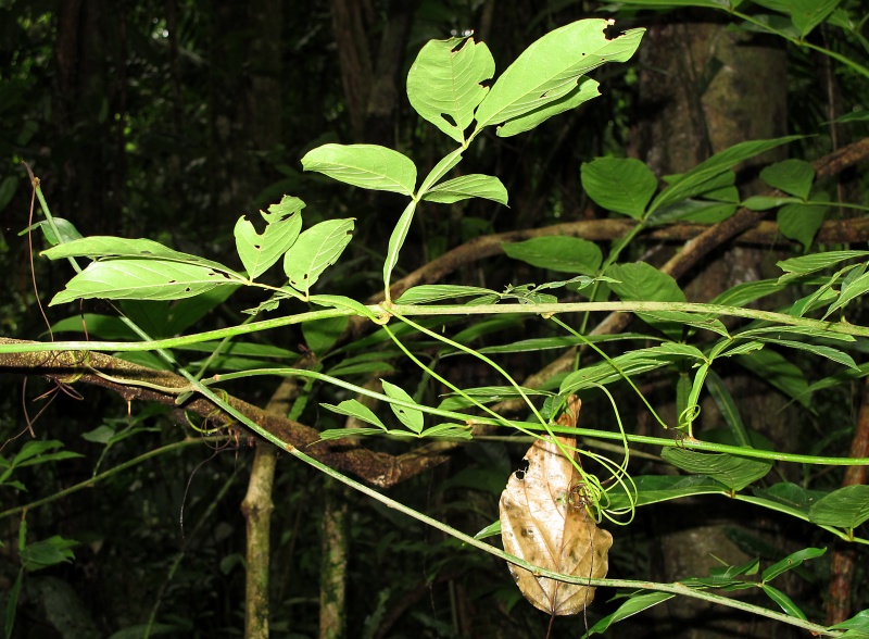 File:Paullinia ingifolia 2010 5.jpg