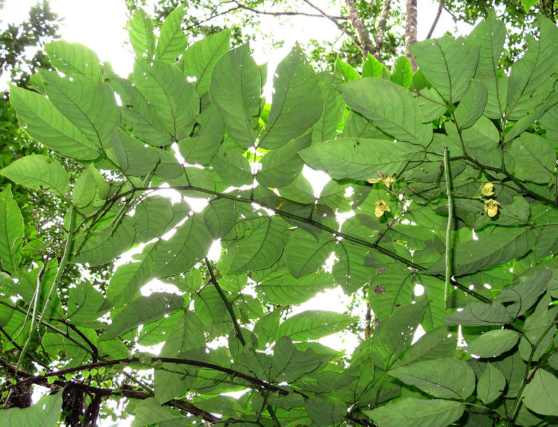 File:Senna papillosa 2014 1.jpg