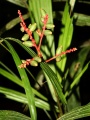 Thumbnail for version as of 20:43, 6 December 2010