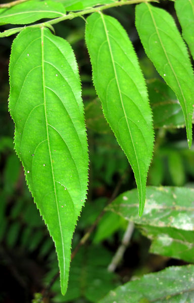File:Casearia 2013 03b.jpg