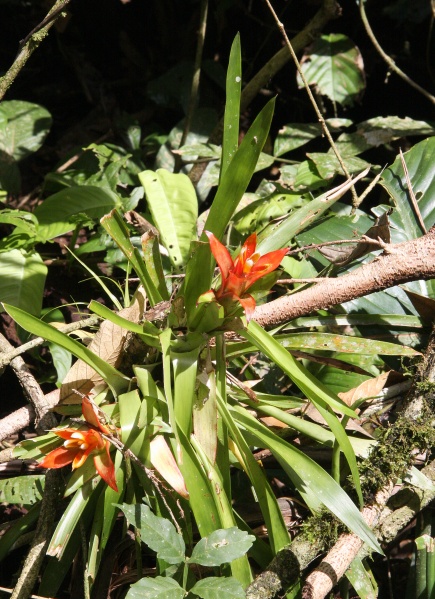 File:Bromeliaceae 7.jpg