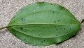 Thumbnail for version as of 18:49, 22 September 2008
