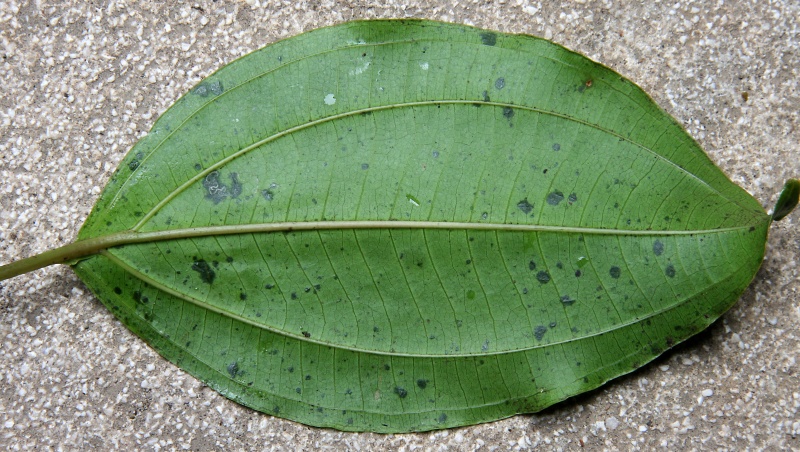 File:IMG 0289b.jpg