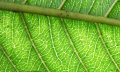 Thumbnail for version as of 17:09, 30 July 2009
