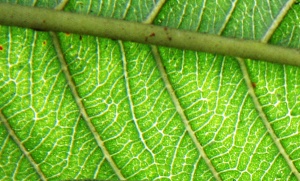 Psidium guajava 8.jpg